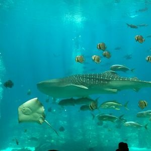 Meet your Posher, Alicia